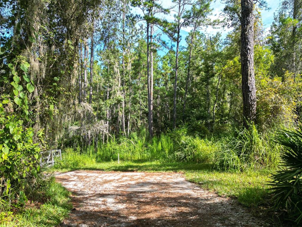 A dirt driveway leads into a dense, wooded forest with tall pine trees and vegetation — AYLESBORO COURT, BROOKSVILLE, FL