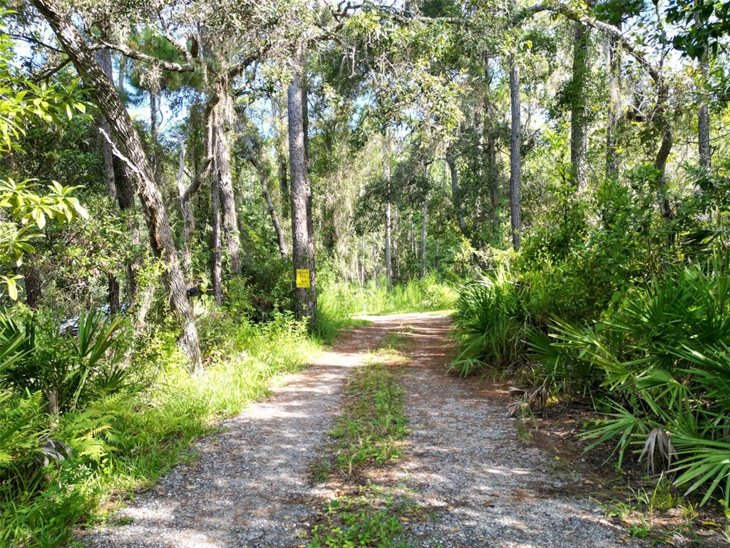 A gravel driveway leads into a wooded area with dense trees and green undergrowth — AYLESBORO COURT, BROOKSVILLE, FL