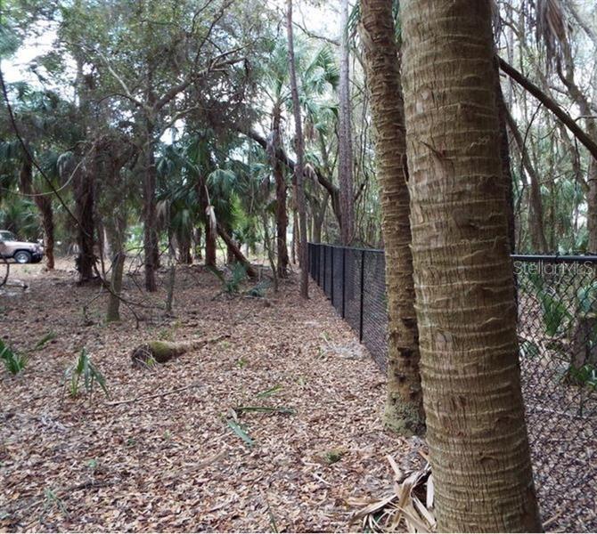 A black chain-link fence runs through a wooded area with many palm trees — 17314 WELLSLEY AVENUE, PORT CHARLOTTE, FL