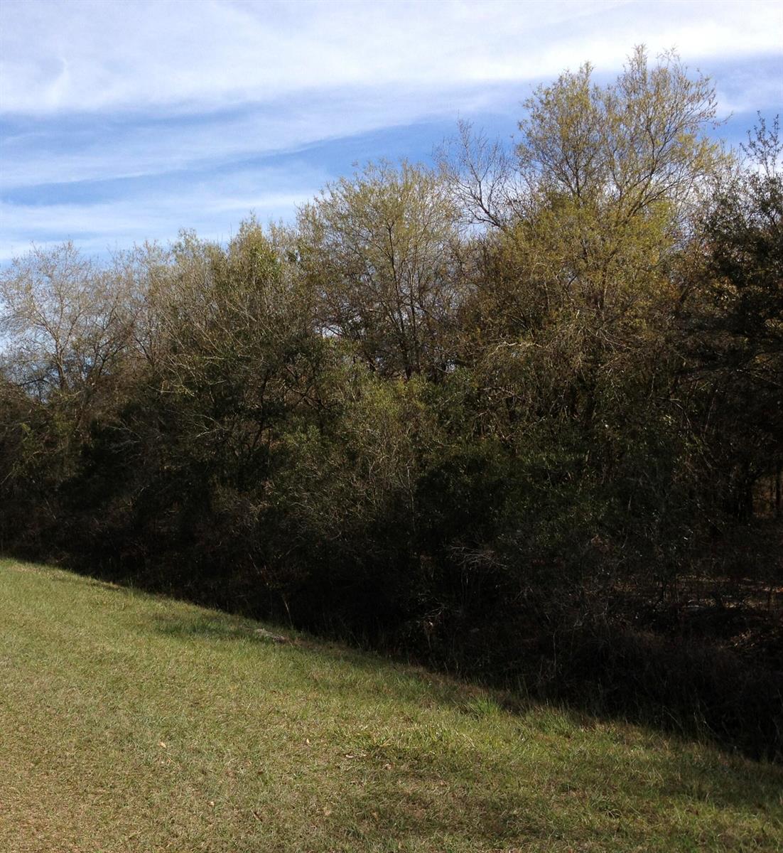 A grassy slope leads up to a dense line of trees under a blue sky — 17444 NW 286th Street, Okeechobee FL 34972, OKEECHOBEE, FL