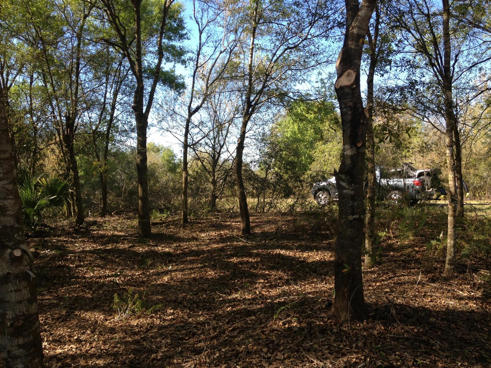 A wooded lot with several trees and a pickup truck parked in the background — 17444 NW 286th Street, Okeechobee FL 34972, OKEECHOBEE, FL