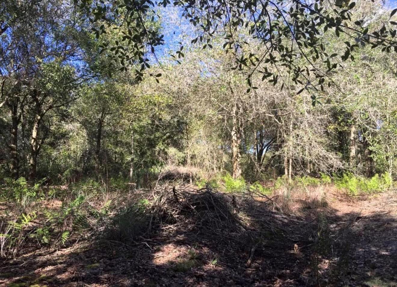 A pile of brush sits in a wooded area with trees and ferns — 17444 NW 286th Street, Okeechobee FL 34972, OKEECHOBEE, FL