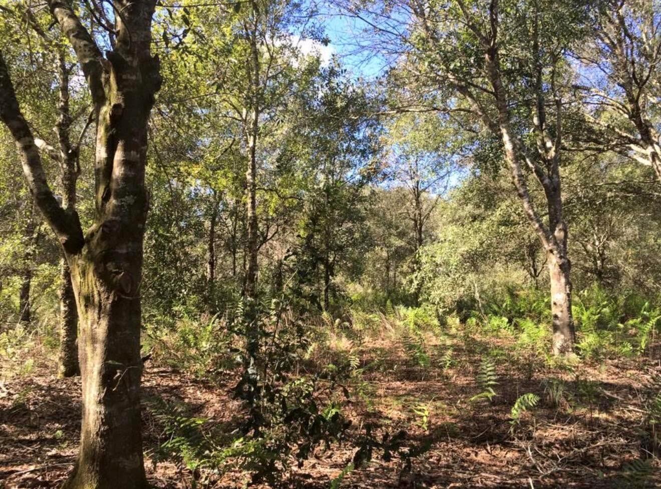 A wooded area featuring mature trees and a ground layer of ferns and fallen leaves — 17444 NW 286th Street, Okeechobee FL 34972, OKEECHOBEE, FL