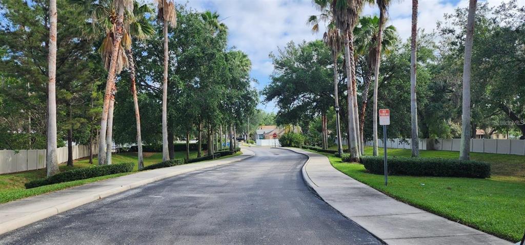 A paved road leads through a residential area lined with palm trees and white fences — 4514 LIMERICK DRIVE, TAMPA, FL