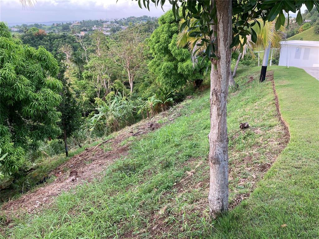 A sloped, grassy hillside with trees overlooks a distant town under a cloudy sky — 0 BO CRUCES, CARR. 115 RAMAL 4414 KM HM 2.5 ROAD, AGUADA, PR