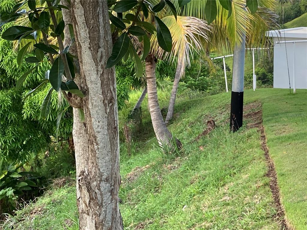 A grassy slope features a large tree trunk, palm trees, and a utility pole — 0 BO CRUCES, CARR. 115 RAMAL 4414 KM HM 2.5 ROAD, AGUADA, PR