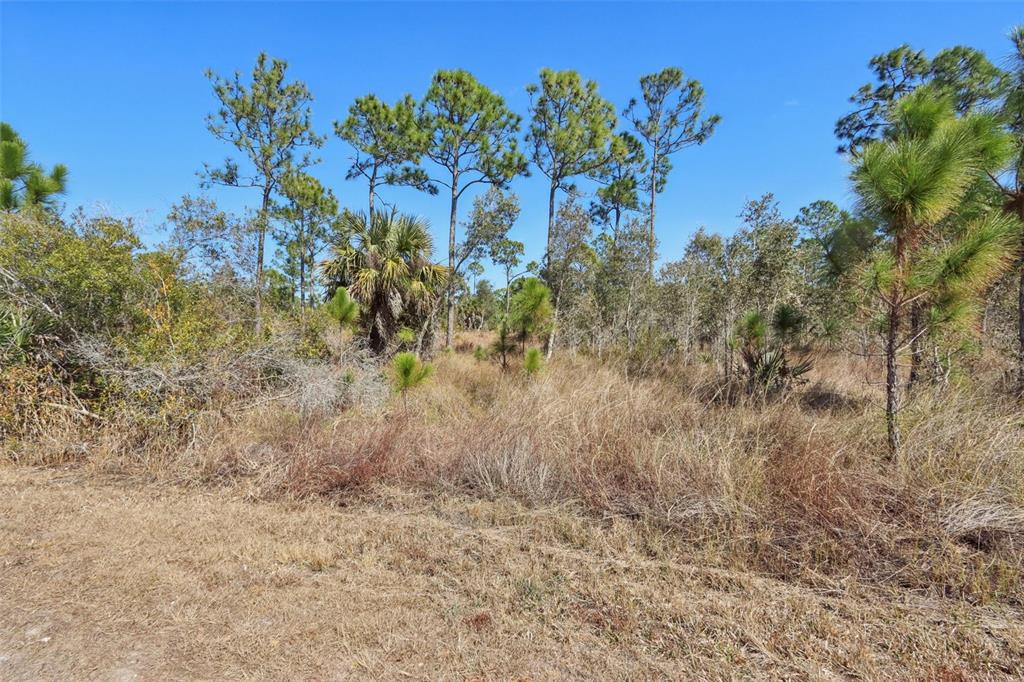A grassy, undeveloped lot features scattered pine trees and low-lying shrubs under a clear sky — 13588 CAROUSEL DRIVE, PUNTA GORDA, FL