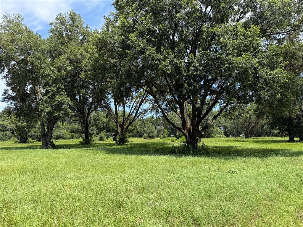 A grassy field with several large, mature oak trees under a blue sky — 12870 NW 28TH AVENUE, REDDICK, FL
