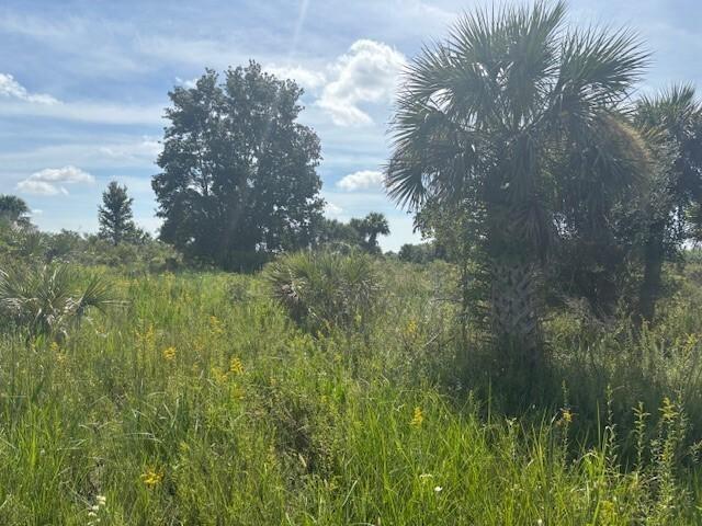 A grassy field features a large palm tree and a dense cluster of trees — 0 NW 310th Street, Okeechobee FL 34972, OKEECHOBEE, FL