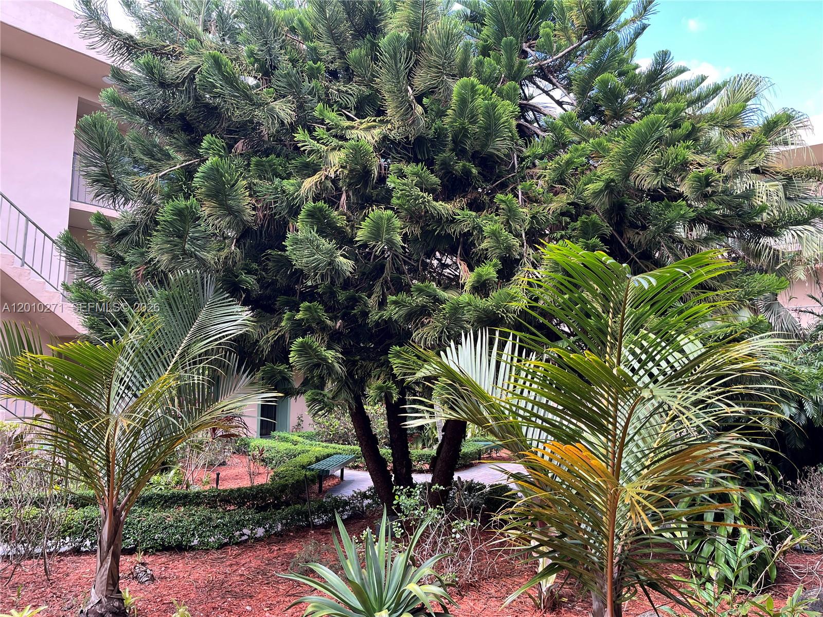 A large Norfolk Island pine tree stands in a landscaped courtyard beside a building — 10525 SW 112th Ave # 314, Miami FL 33176, MIAMI, FL