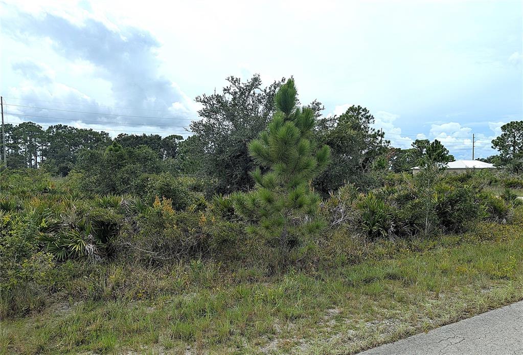 A vacant, overgrown lot features a small pine tree in the foreground and dense vegetation — 3430 GERBER AVENUE, LAKE PLACID, FL