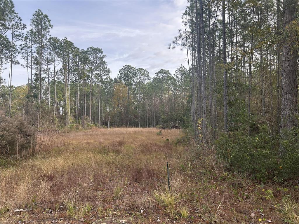 A grassy, open lot is surrounded by a dense forest of tall pine trees — 75726 EDWARDS ROAD, YULEE, FL