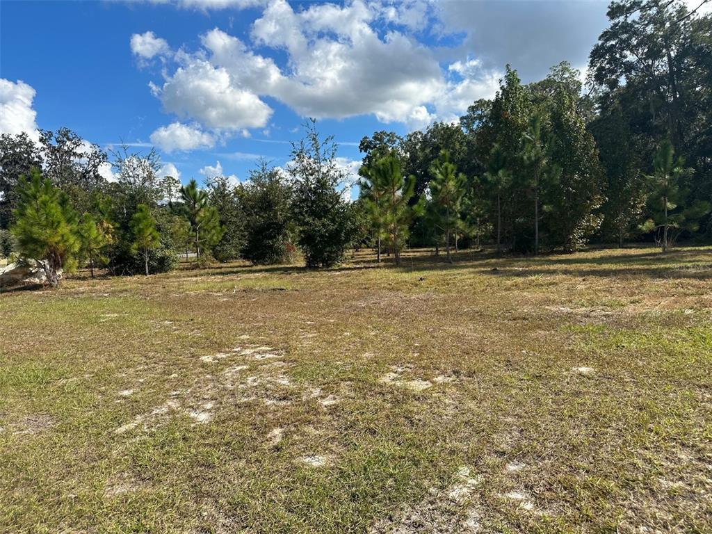 A grassy, partially cleared lot features scattered pine trees under a bright blue sky — TBD SW 24TH AVENUE, GAINESVILLE, FL