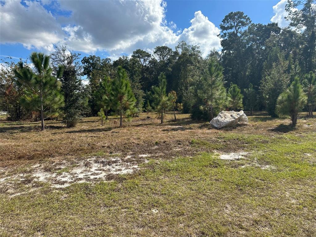 A grassy, partially wooded lot features several small pine trees and a large white rock — TBD SW 24TH AVENUE, GAINESVILLE, FL