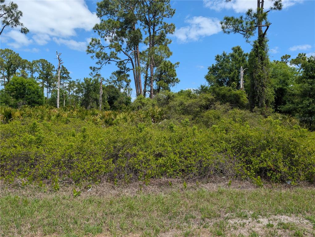 A dense, overgrown lot with tall pine trees under a blue sky — 784 WASHINGTON BOULEVARD NE, LAKE PLACID, FL