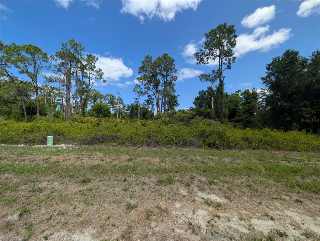 A grassy lot features a dense thicket of brush and several tall pine trees — 784 WASHINGTON BOULEVARD NE, LAKE PLACID, FL