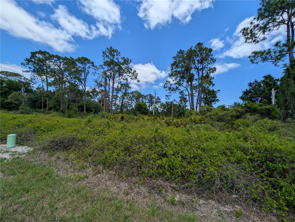 A vacant, overgrown lot features dense green vegetation and tall pine trees under a blue sky — 784 WASHINGTON BOULEVARD NE, LAKE PLACID, FL