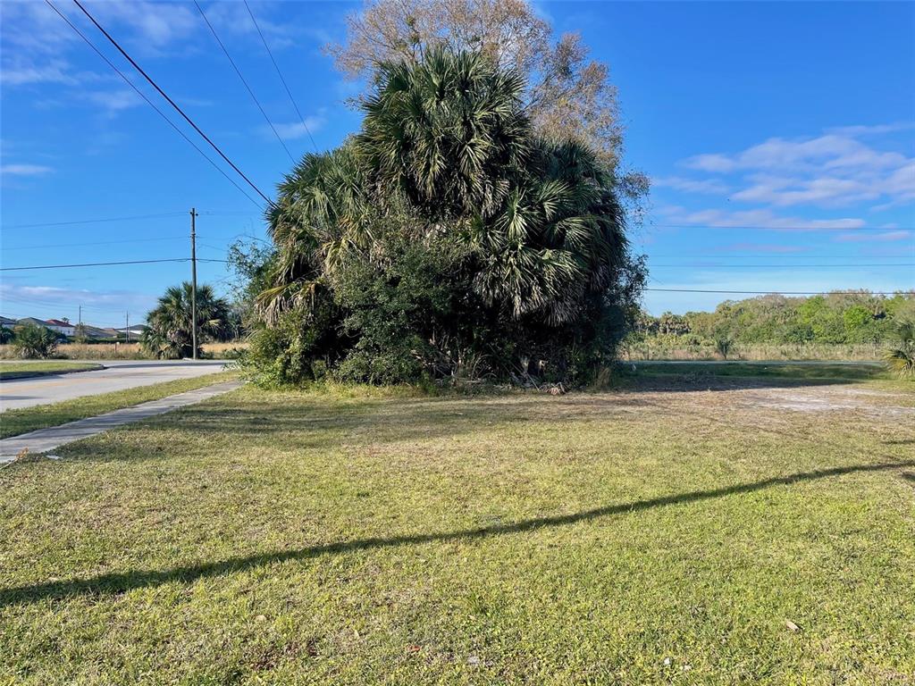 A grassy vacant lot features a large cluster of palm trees under a blue sky — E 20TH STREET, SANFORD, FL