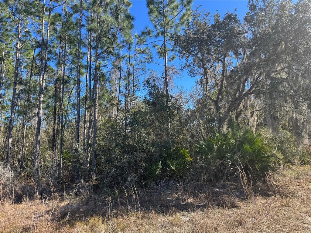 GRACE AVENUE, DELAND, FL — photo 3 of 4