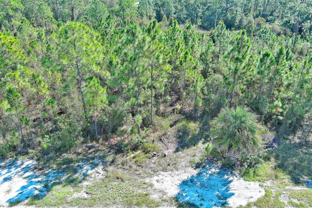 An aerial view shows a sandy clearing bordering a dense forest of pine trees — 839 KALEY AVENUE S, LEHIGH ACRES, FL