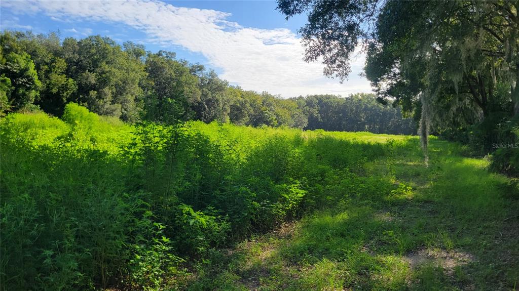 A wide, grassy field is bordered by a dense line of trees under a blue sky — 1521 NW 27TH AVENUE, OCALA, FL