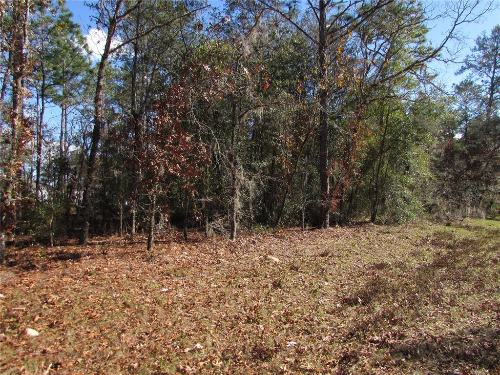 A wooded lot with scattered fallen leaves and a dense line of trees — Lot 18 SW 156 STREET, OCALA, FL