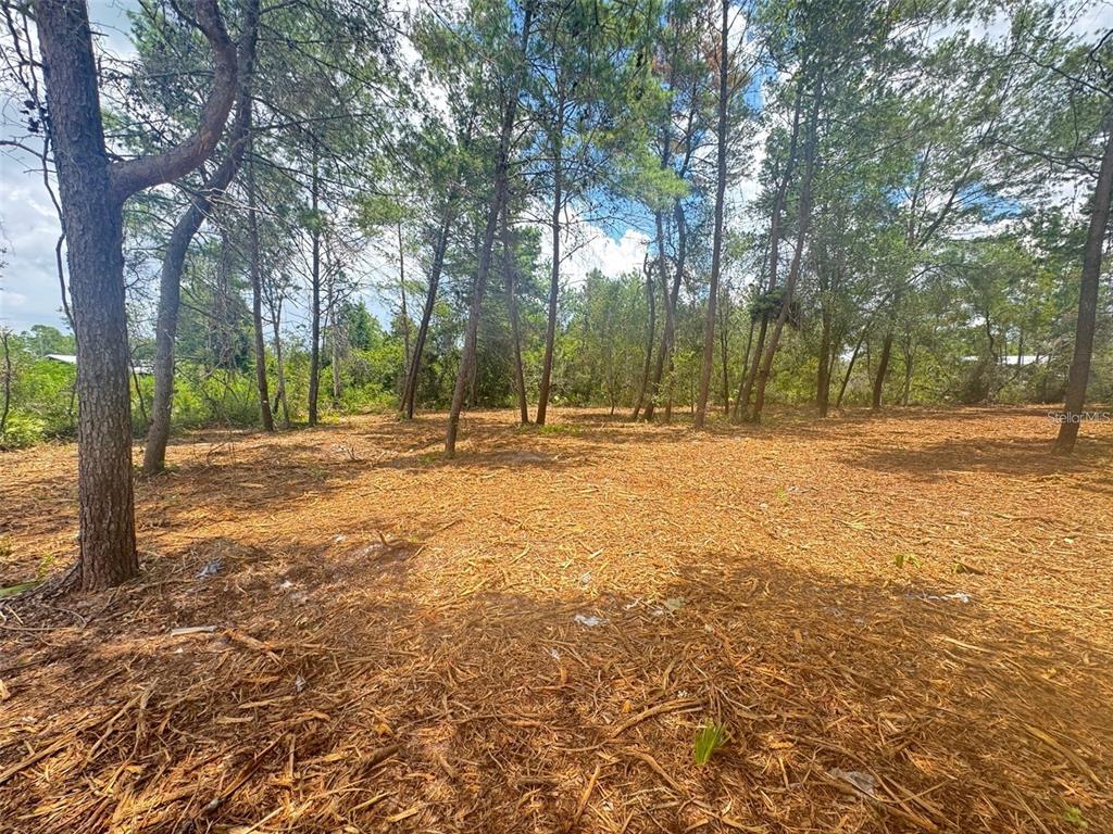 A wooded lot covered in pine needles with several tall trees under a blue sky — E PINE STREET, PAISLEY, FL