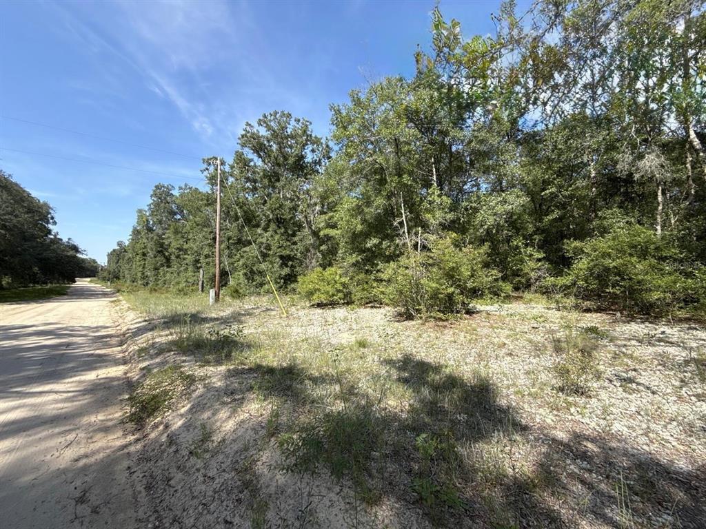 A dirt road runs alongside a wooded lot with a utility pole and sparse vegetation — GLORIA AVENUE, INTERLACHEN, FL