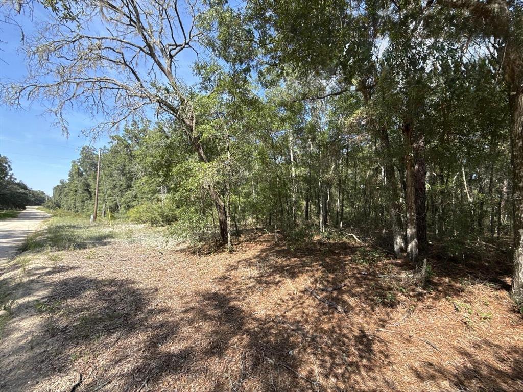 A dirt road runs alongside a wooded lot filled with mature trees and pine needles — GLORIA AVENUE, INTERLACHEN, FL