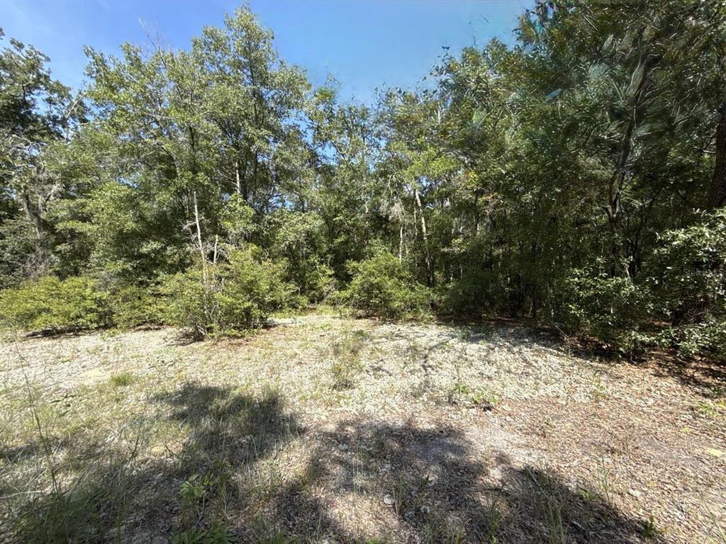 A wooded lot with a cleared, sandy foreground under a clear blue sky — GLORIA AVENUE, INTERLACHEN, FL
