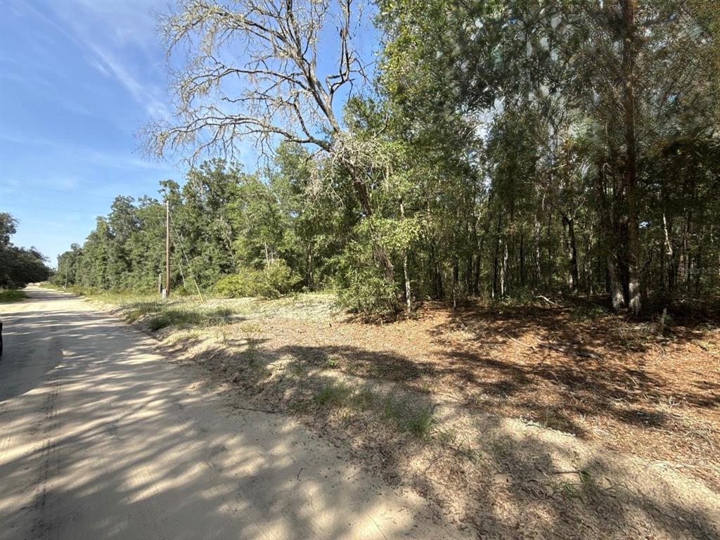 A dirt road runs alongside a wooded, undeveloped lot under a clear blue sky — GLORIA AVENUE, INTERLACHEN, FL