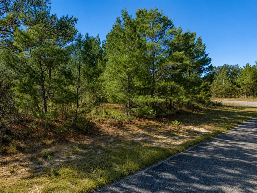 A paved road runs alongside a wooded lot with pine trees under a clear sky — ALLADIN DRIVE, CHIPLEY, FL