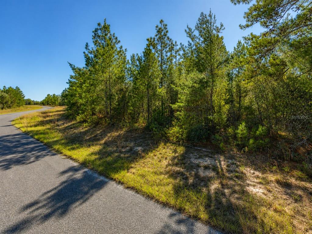A paved road runs alongside a wooded lot with pine trees under a clear sky — ALLADIN DRIVE, CHIPLEY, FL