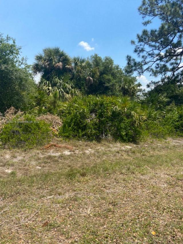 A view of a vacant, overgrown lot with dense trees and shrubs under a blue sky — 5029 SE TradeWinds Cir, La Belle FL 33935, LA BELLE, FL