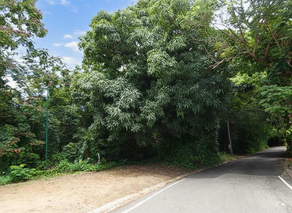 A paved road leads past a dense, tree-covered lot on a sunny day — SR 108 KM 8.1 RIO CAÑAS WD UNIT C-2, ANASCO, PR