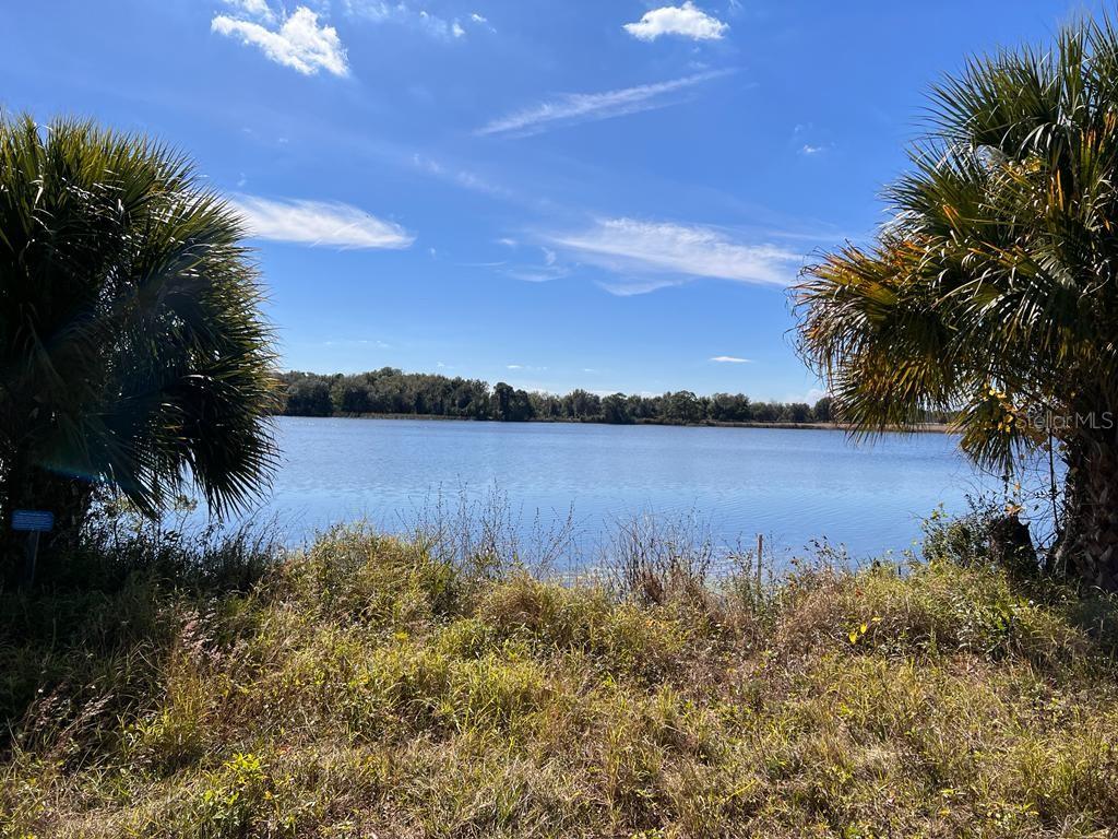 A view of a calm lake framed by two large palm trees under a blue sky — 3412 LAKE DIANE RD #67, TAVARES, FL