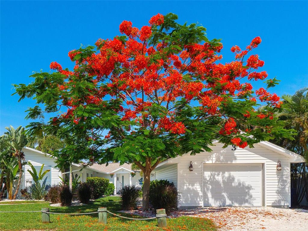 A large, vibrant red-flowering royal poinciana tree stands in front of a white residential house — 3 MICHIANA PLACE, TERRA CEIA, FL