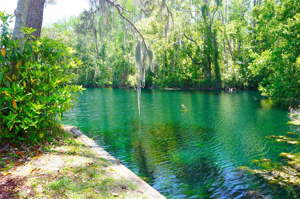 A clear, green spring flows past a grassy bank with trees and hanging Spanish moss — 1873 MAZO MANOR UNIT T9, LUTZ, FL