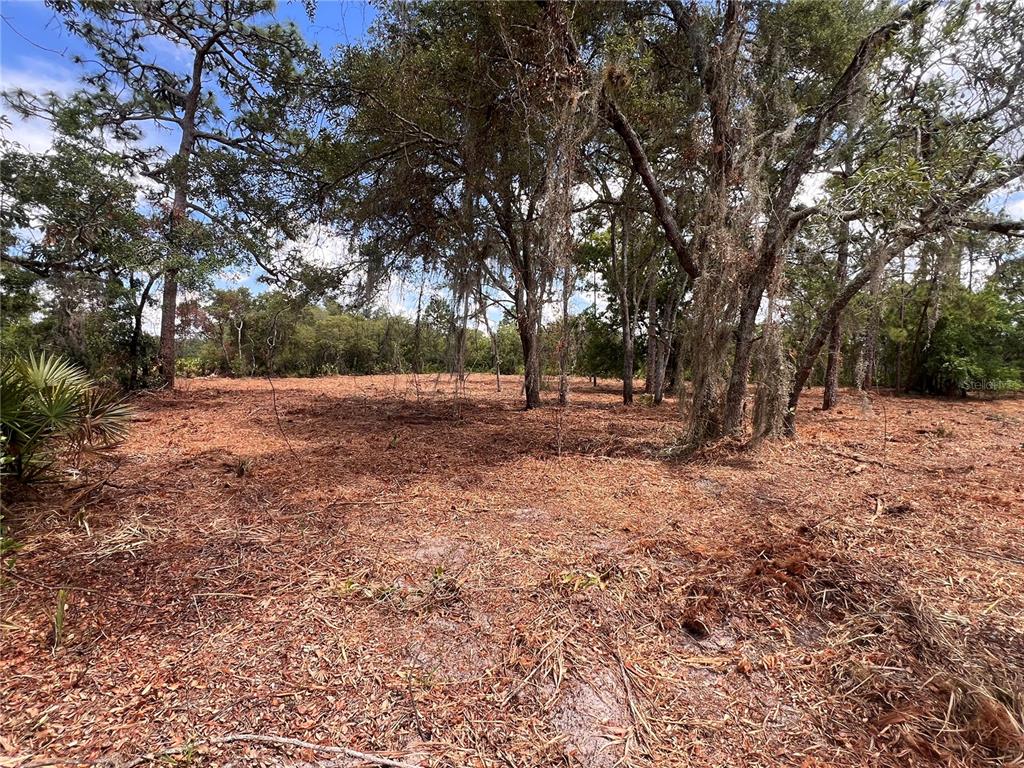 A cleared, wooded lot features sandy soil covered in pine needles and Spanish moss — DEER ROAD, FROSTPROOF, FL