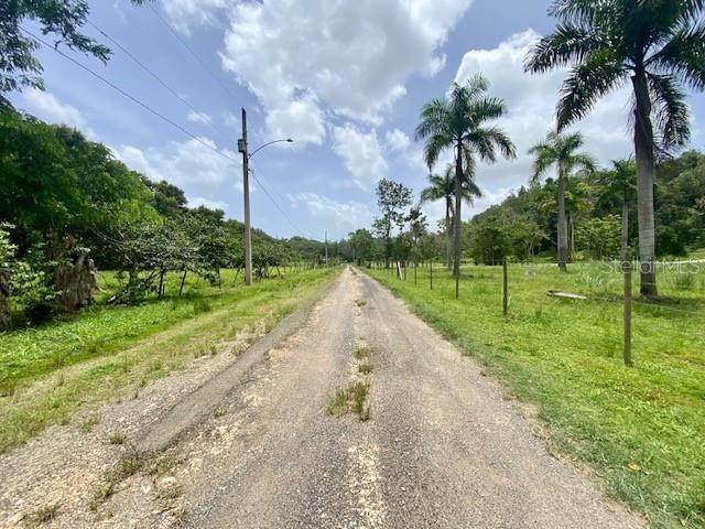 A gravel road stretches through a rural landscape with palm trees and a utility pole — PR 155 RAMAL 646, VEGA BAJA, PR