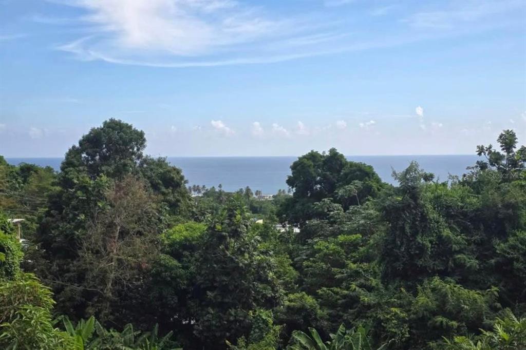 A view of the ocean and coastline from a lush, tree-covered hillside — 290 CALLE CEIBA, PATILLAS, PR