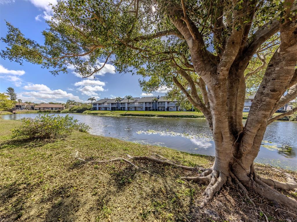 A large tree stands in the foreground overlooking a pond and a multi-story apartment complex — 2616 HIDDEN LAKE DRIVE N UNIT A, SARASOTA, FL