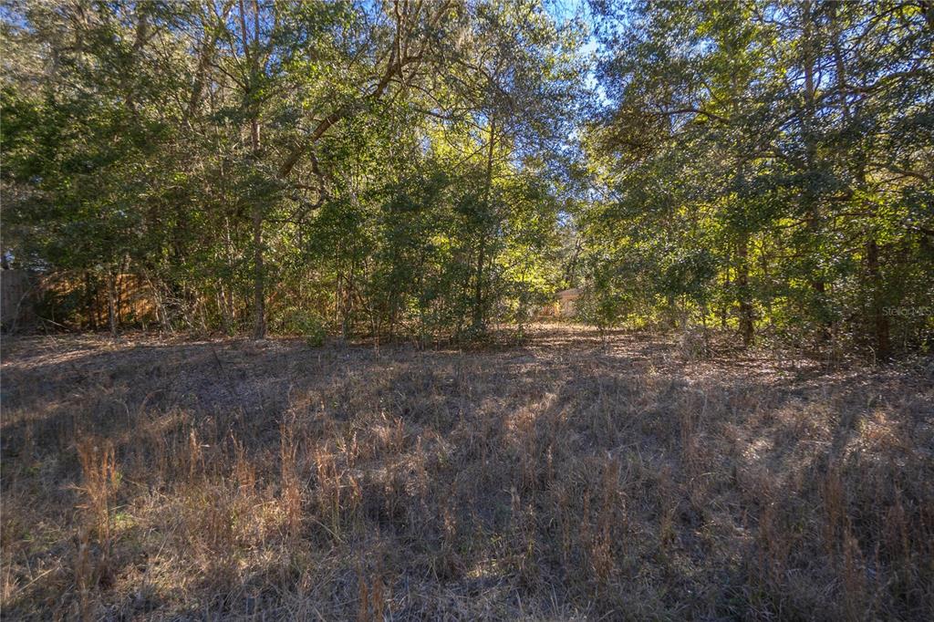 A view of a wooded, undeveloped lot with dry grass in the foreground — SW 109TH PLACE, DUNNELLON, FL