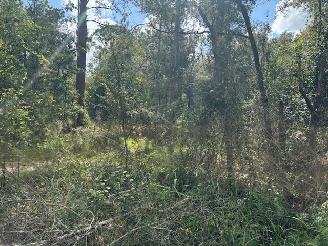 A wooded lot with dense trees, brush, and undergrowth under a partly cloudy sky — 0 County Rd 54, FL 33849, FL