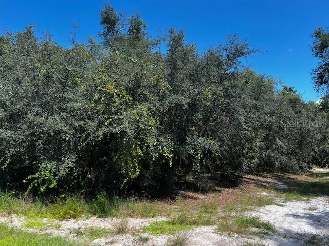 A dense cluster of trees and shrubs borders a sandy path under a clear sky — 1229 BALTIC DRIVE, POINCIANA, FL