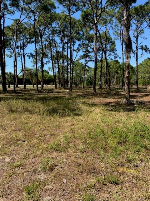 A grassy, undeveloped lot features a dense cluster of pine trees under a clear sky — 8878 BANTRY BAY BOULEVARD, ENGLEWOOD, FL