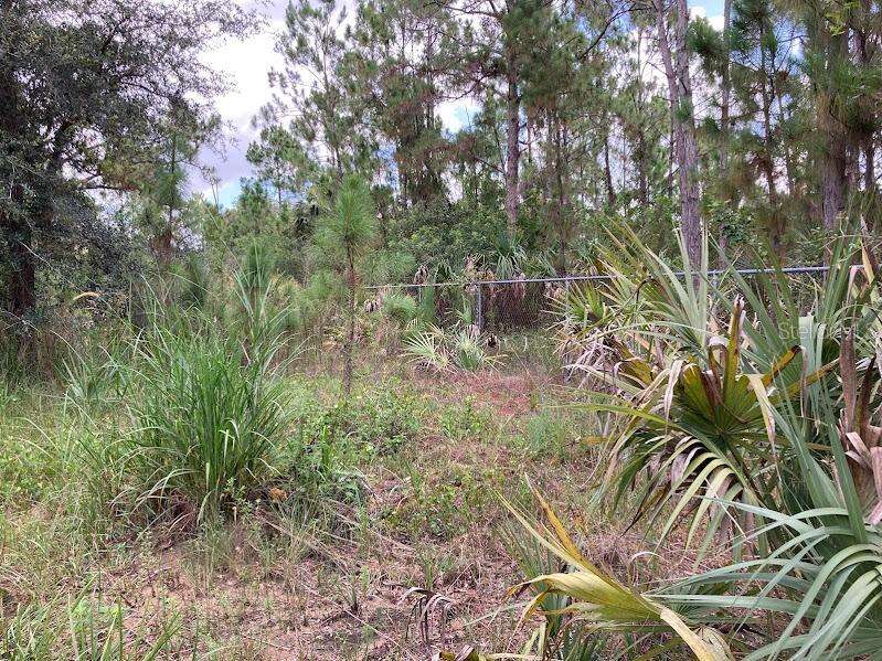 A wooded lot with tall grasses, palmettos, and a chain-link fence in the background — 4421 24TH AVENUE SE, NAPLES, FL