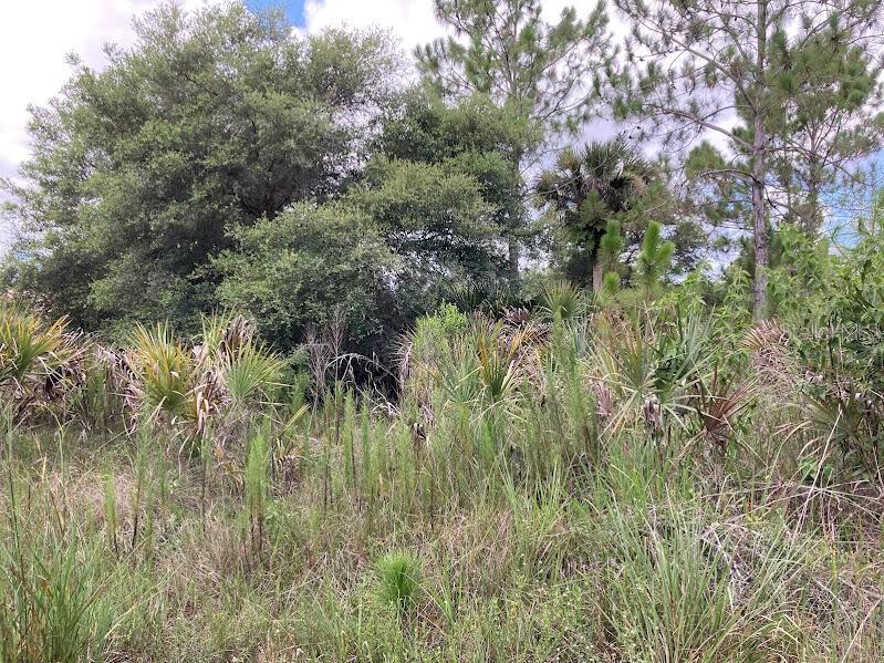 A view of a wooded lot featuring native grasses, saw palmetto, and various trees — 4421 24TH AVENUE SE, NAPLES, FL