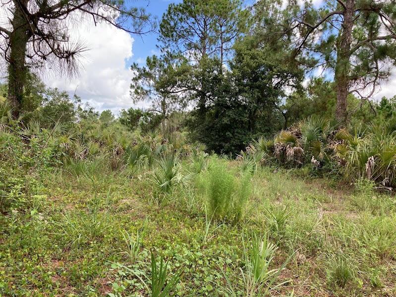 A wooded lot features tall pine trees, dense palmetto bushes, and patches of wild grass — 4421 24TH AVENUE SE, NAPLES, FL