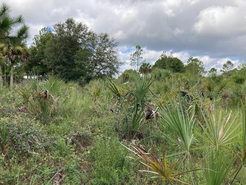A vacant, overgrown lot filled with saw palmetto plants and various trees under a cloudy sky — 4421 24TH AVENUE SE, NAPLES, FL